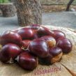 Kestane – Doğal Ürün
